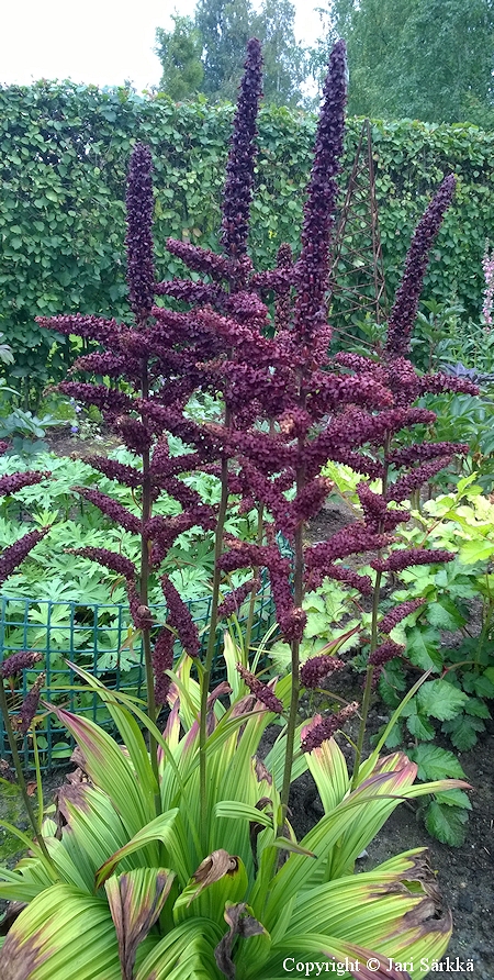 Veratrum nigrum, tummaprskjuuri